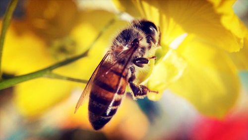 Close-up of bee pollinating on yellow flower