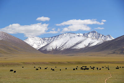 A group of yaks in front of a beautiful snowy mountain scenery