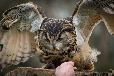 Close-up of hand holding owl