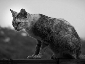 Close-up of a cat looking away