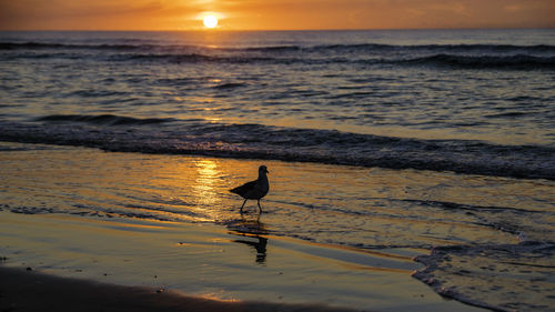 Scenic view of sea during sunset