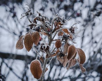 Close-up of frozen plant during winter