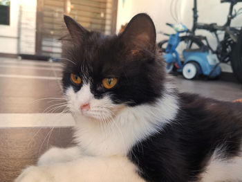 Close-up portrait of a cat looking away