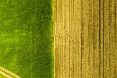 Green field in rural area. landscape of agricultural cereal fields. aerial view