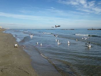 Swans swimming in sea against sky