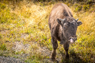 Portrait of horse standing on land