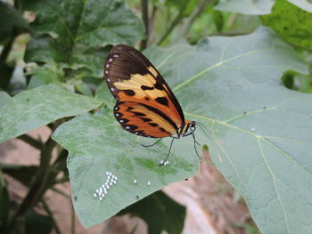 Butterfly perching on leaf