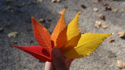 Close-up of hand holding dry leaves