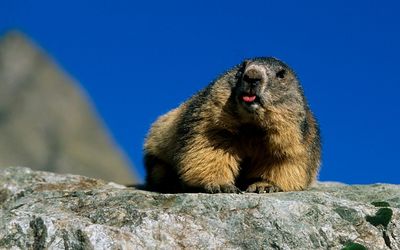 Low angle view of meerkat on rock against clear sky