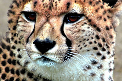 animal