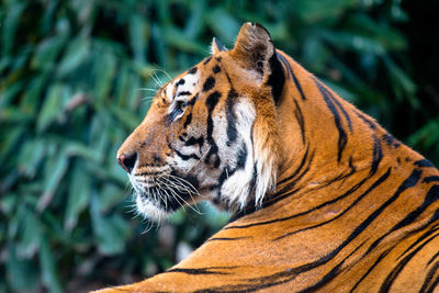 Close-up of a tiger in zoo