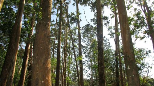 Low angle view of trees in forest against sky