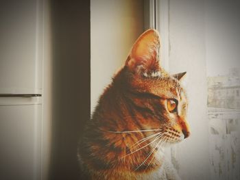 Close-up of cat looking away at home