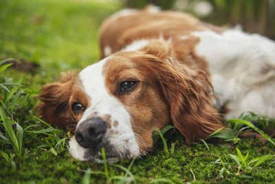 Close-up of dog resting on grass