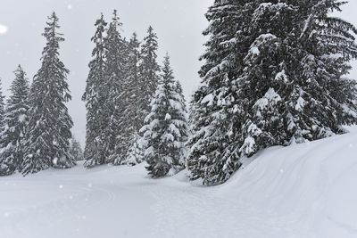 Pine trees on snow covered land against sky