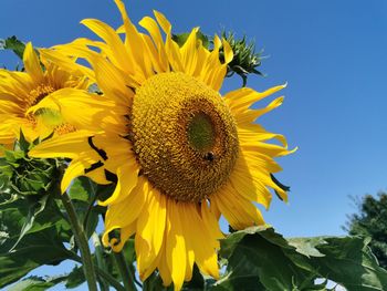 Close-up of sunflower