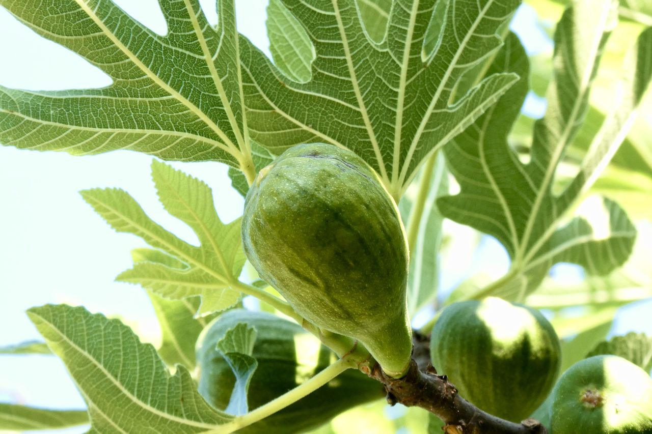 food and drink, food, leaf, plant part, plant, healthy eating, green, growth, freshness, nature, fruit, produce, tree, agriculture, wellbeing, no people, close-up, common fig, outdoors, vegetable, organic, branch, day, tropical fruit, beauty in nature, crop