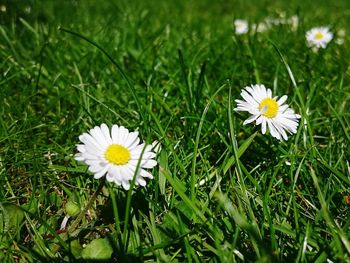 Close-up of white daisy on field