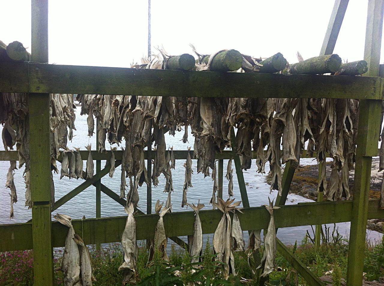 PLANTS GROWING ON BEACH BY FENCE