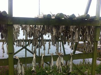 Plants hanging on metal fence of abandoned building