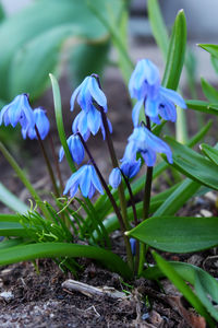 Close-up of purple flowering plants on field