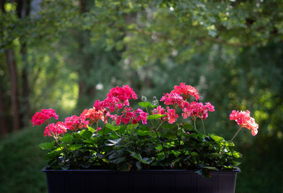 Close-up of pink flower pot