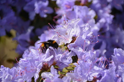 Close-up of honey bee on purple flower