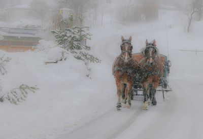 Horse cart on road during winter