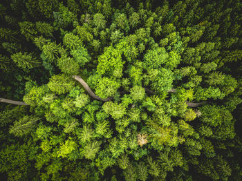 Zigzag path in the forest