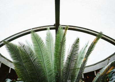 Low angle view of palm tree against sky