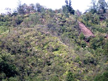 Trees growing on hill