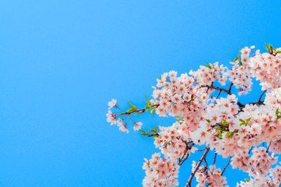 Low angle view of cherry blossoms against blue sky