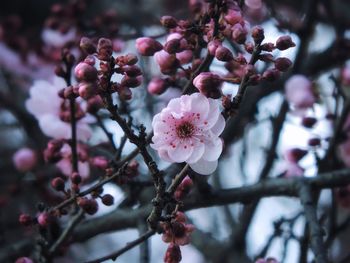 Close-up of pink flowers on branch