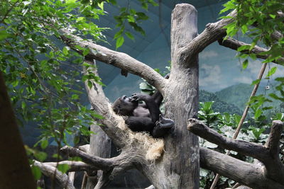 Gorilla lying on branch in zoo