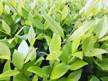 Full frame shot of green leaves