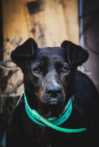 Close-up portrait of dog