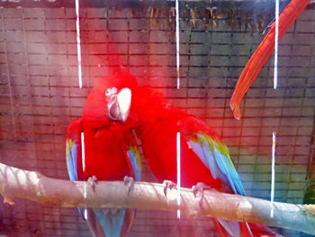 View of parrot in cage