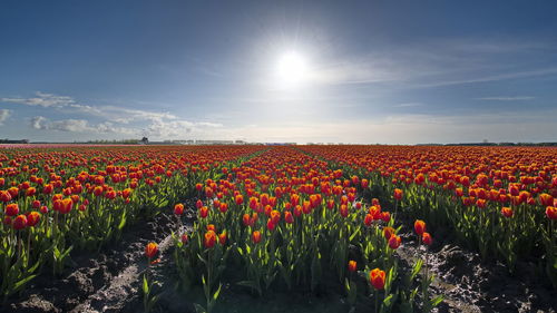 Scenic view of field against sky