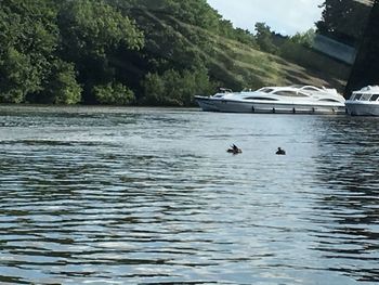 Bird flying over lake