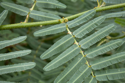 Close-up of green leaves