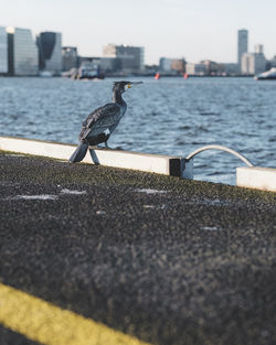 Seagull perching on retaining wall
