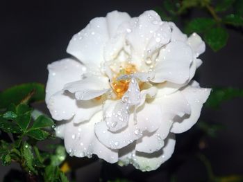 Close-up of white flower