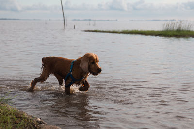 Dog swimming in river