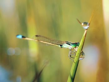 Close-up of dragonfly on plant