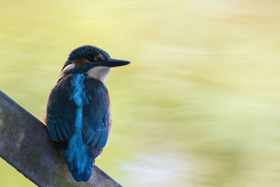 Close-up of bird perching