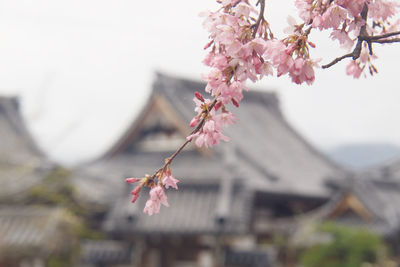 Close-up of pink cherry blossoms