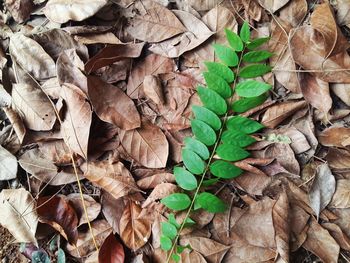 Full frame shot of dry leaves