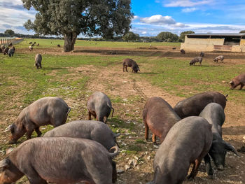 Sheep grazing in a field