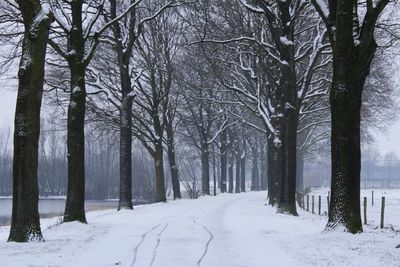 Trees on snow covered landscape