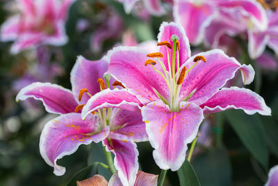 Close-up of pink flowering plant